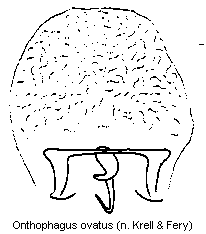 onthophagus_ovatus_w.gif