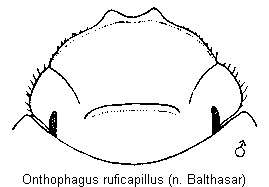 onthophagus_ruficapillus_k.gif