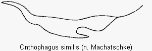 onthophagus_similis_ks.gif