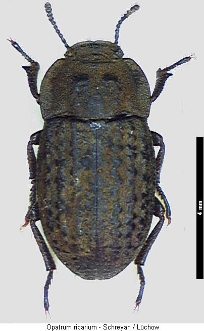 opatrum_riparium_hab.jpg