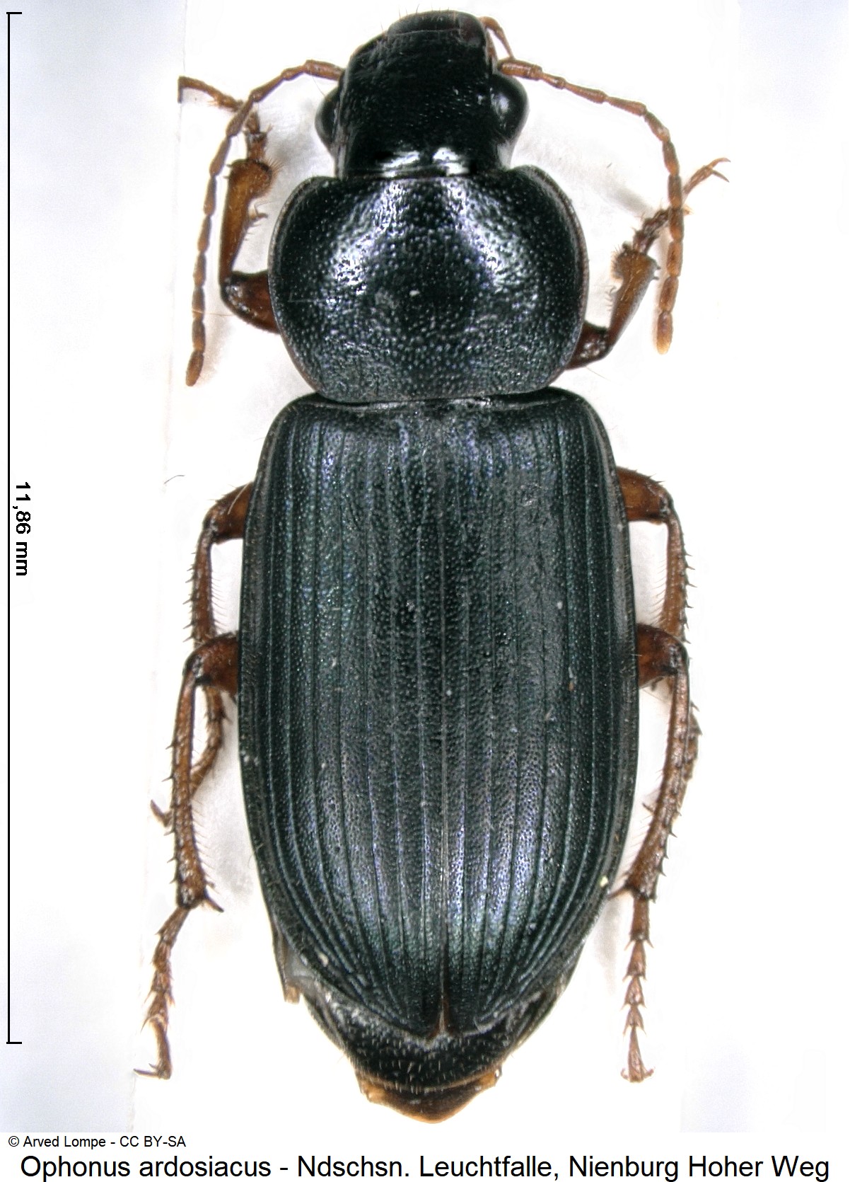 ophonus_ardosiacus_ck33168225_hab.jpg