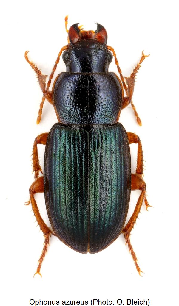 ophonus_azureus_hab1.jpg