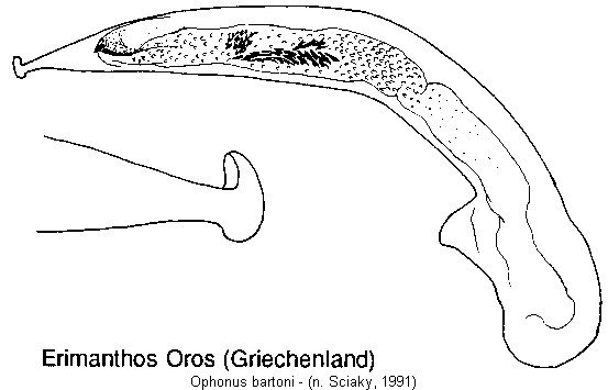 ophonus_bartoni.jpg
