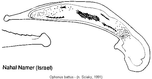 ophonus_battus.jpg