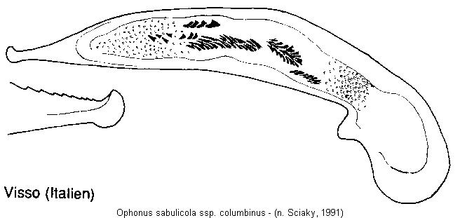 ophonus_columbinus.jpg