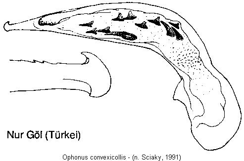 ophonus_convexicollis.jpg