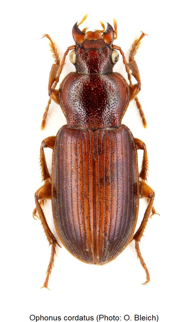 ophonus_cordatus_hab.jpg