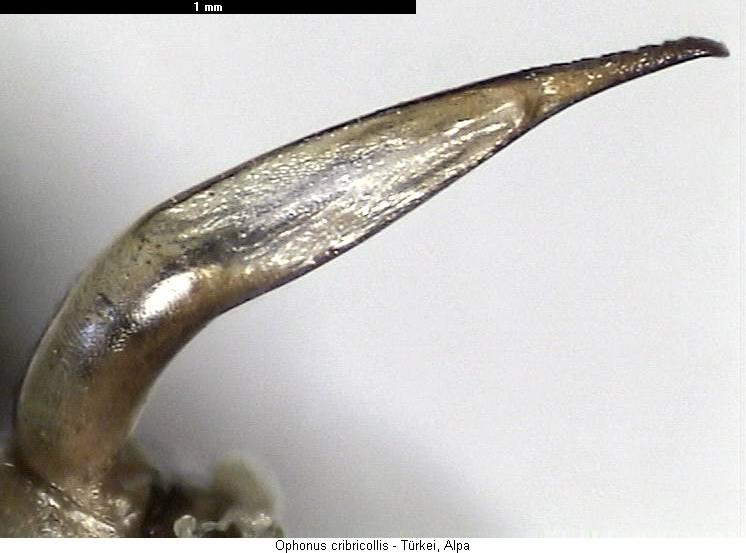 ophonus_cribricollis1.jpg