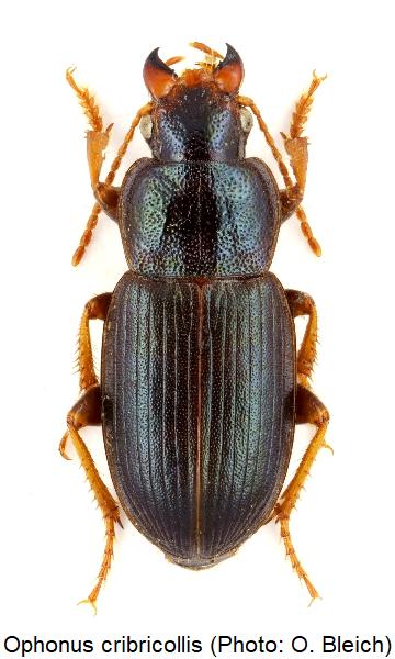 ophonus_cribricollis_hab.jpg