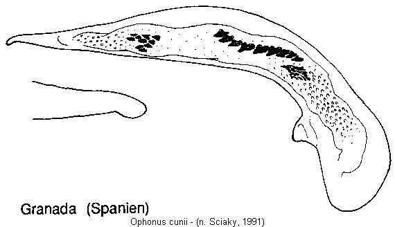 ophonus_cunii.jpg