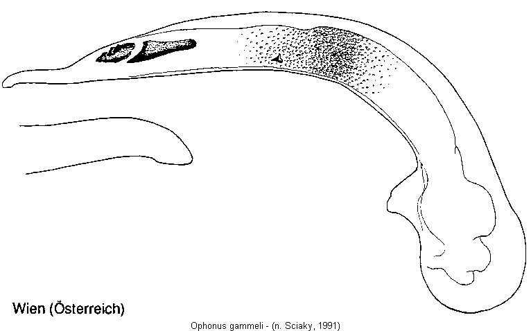 ophonus_gammeli.jpg