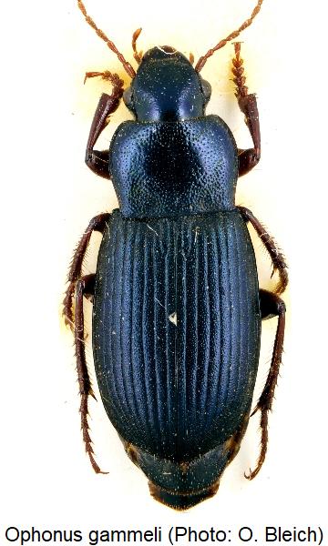ophonus_gammeli_hab.jpg