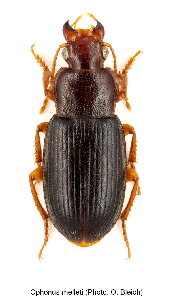 ophonus_melleti_hab.jpg