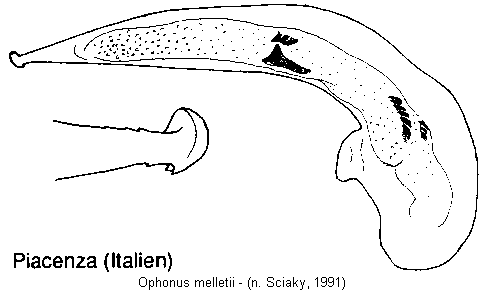 ophonus_melletii.gif