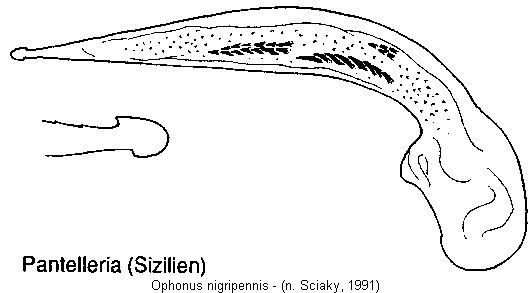 ophonus_nigripennis.jpg