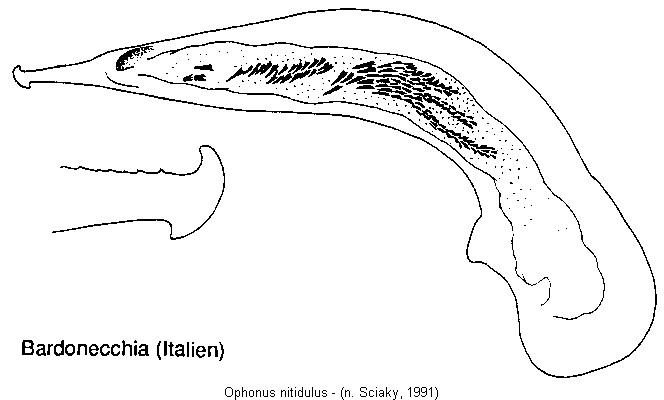 ophonus_nitidulus.jpg