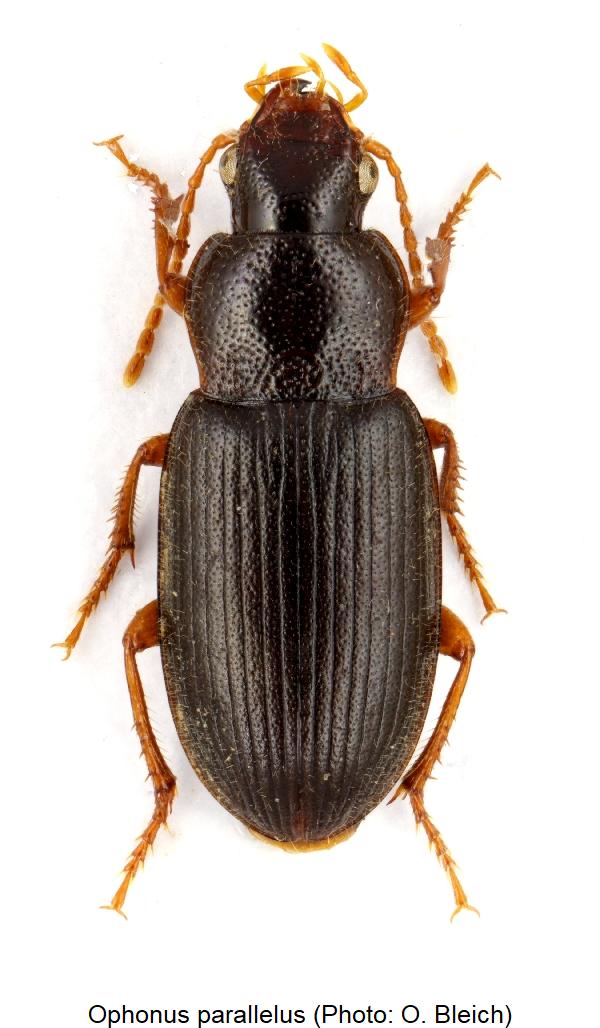 ophonus_parallelus_hab.jpg