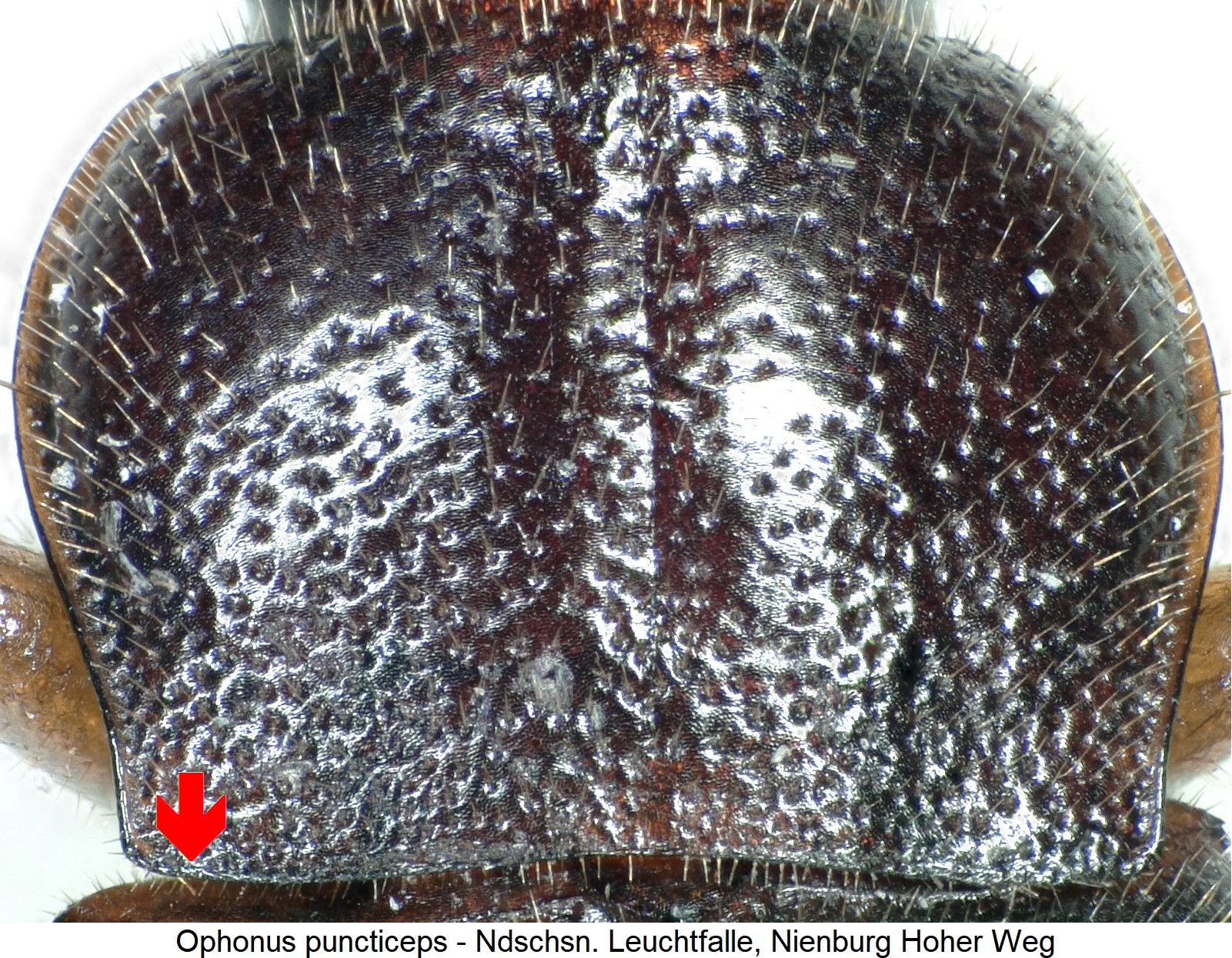 ophonus_puncticeps_hsch.jpg