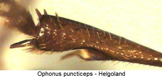ophonus_puncticeps_vschn.jpg
