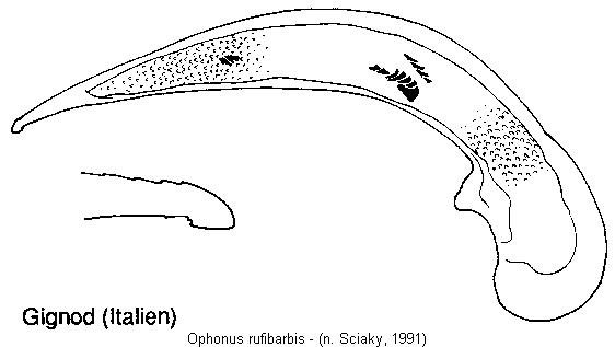 ophonus_rufibarbis.jpg
