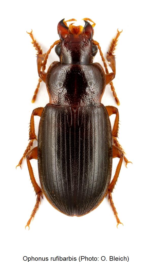 ophonus_rufibarbis_hab.jpg