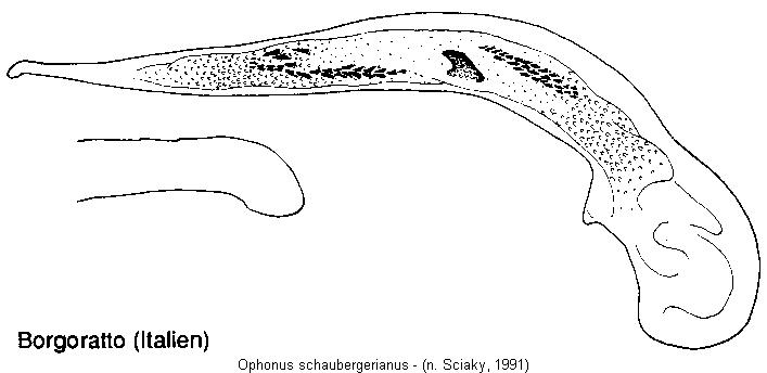 ophonus_schaubergerianus.jpg