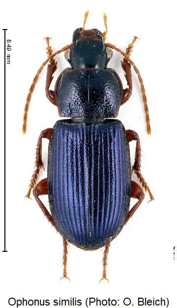 ophonus_similis_hab.jpg