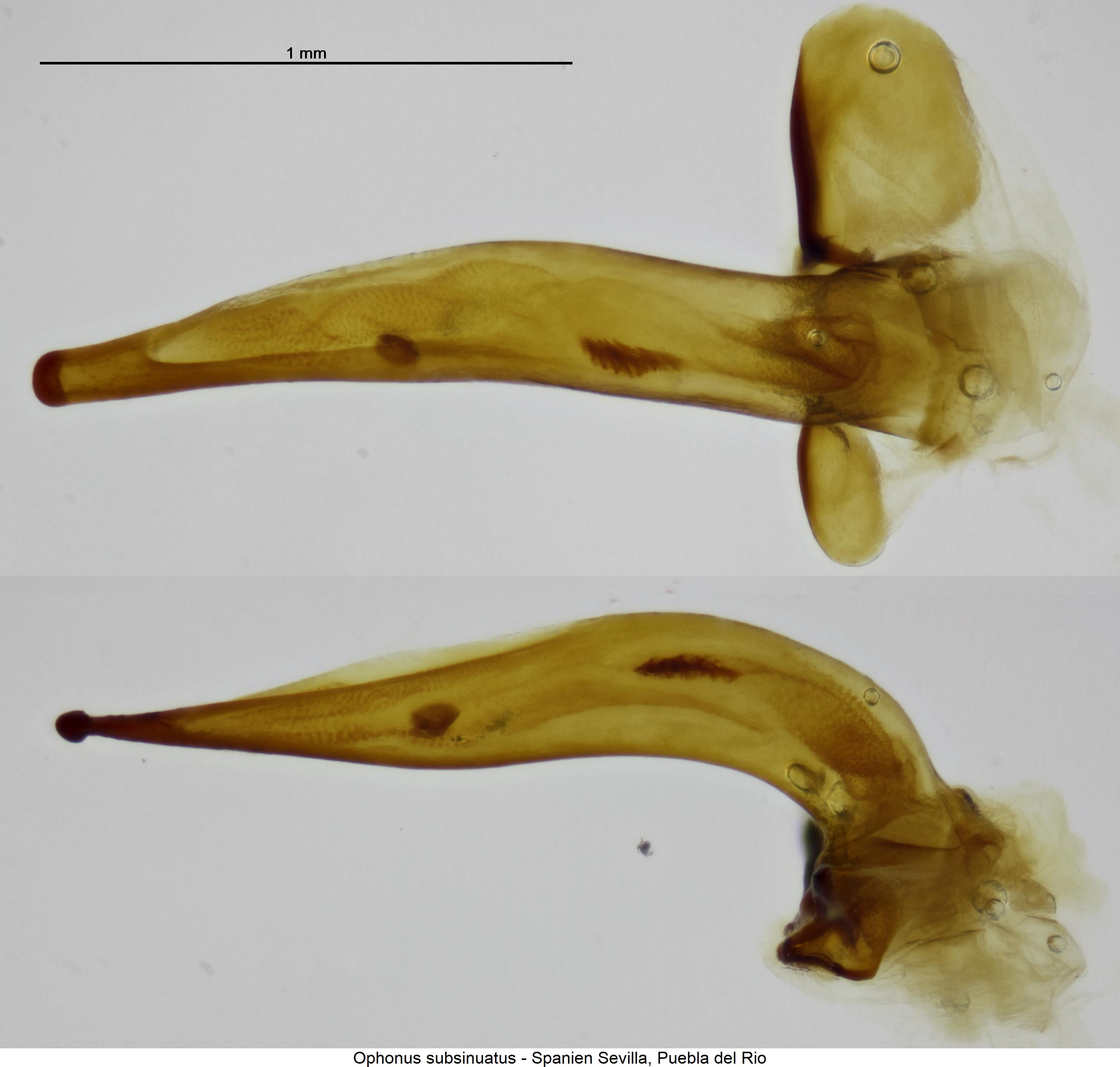 ophonus_subsinuatus.jpg