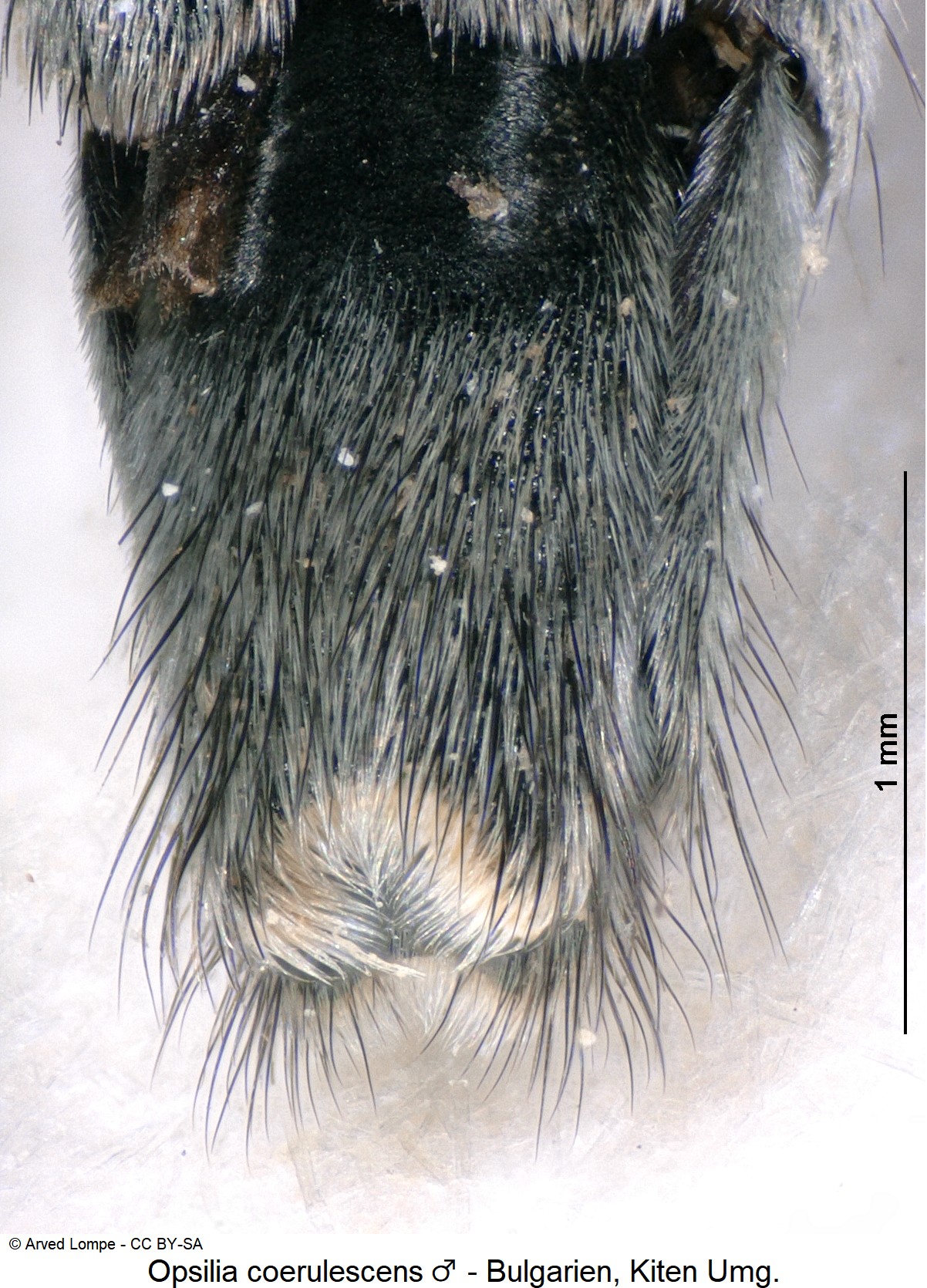 opsilia_coerulescens_m_ter.jpg