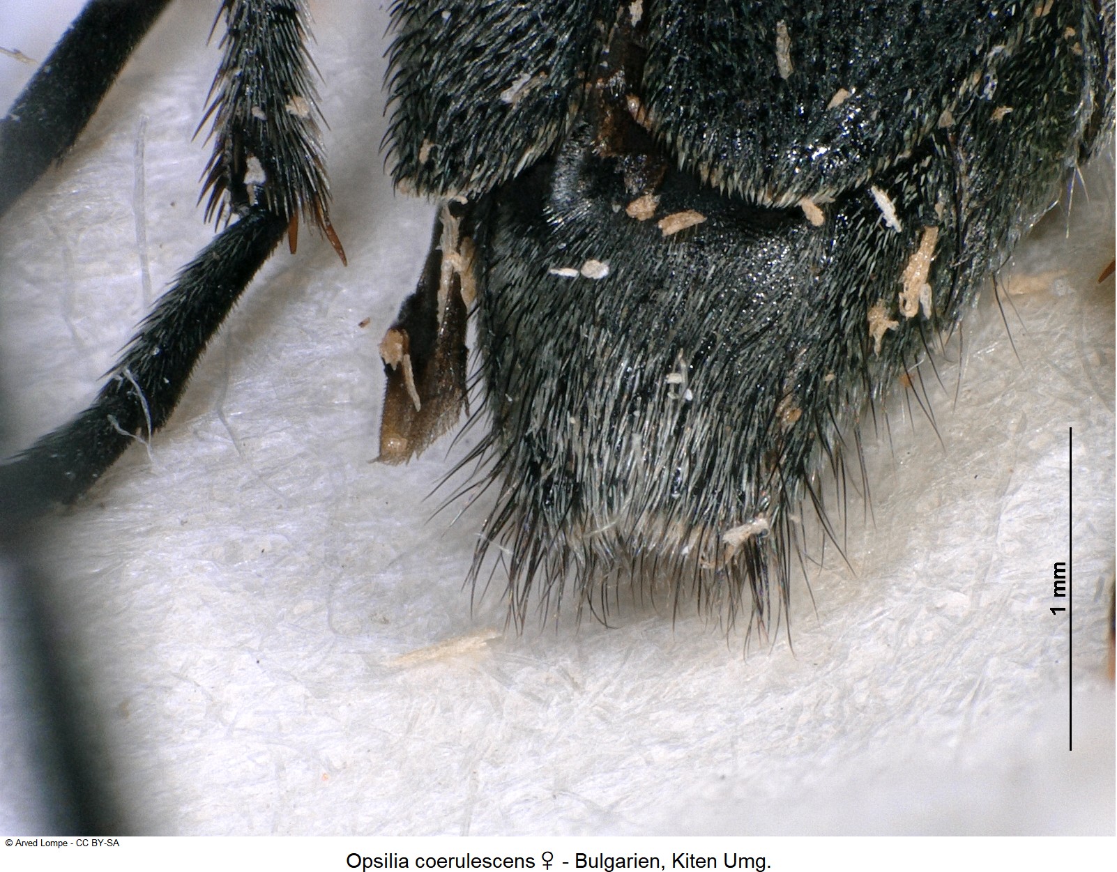 opsilia_coerulescens_w_ck30618925_ter.jpg