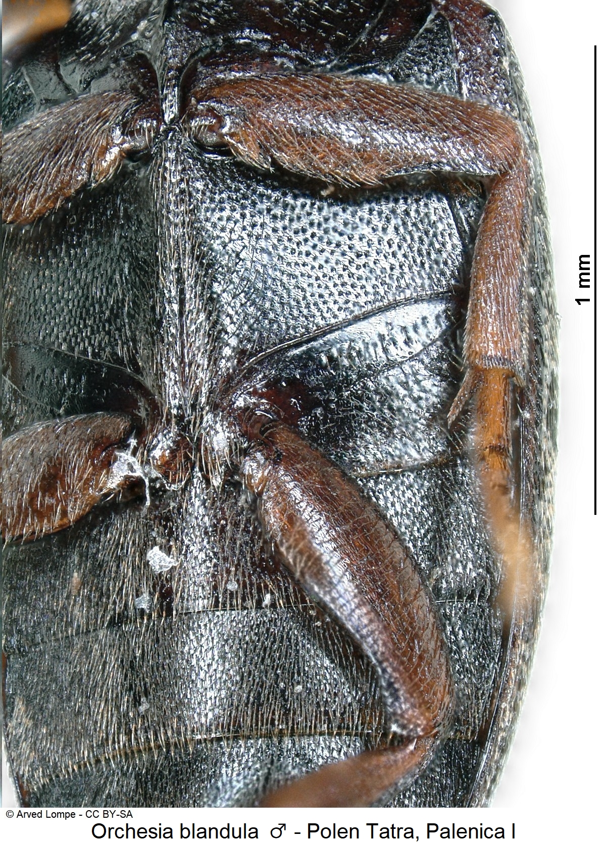 orchesia_blandula_hbr.jpg