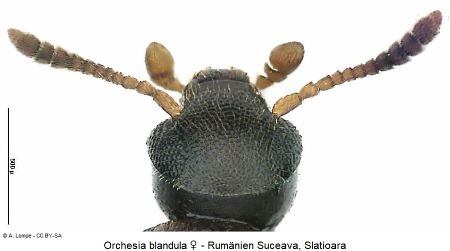 orchesia_blandula_k.jpg