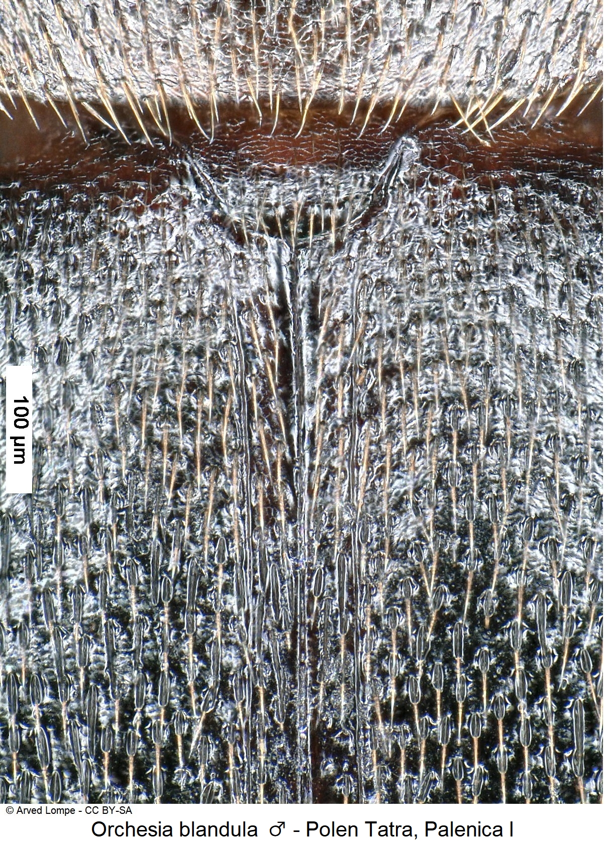 orchesia_blandula_scut-1.jpg