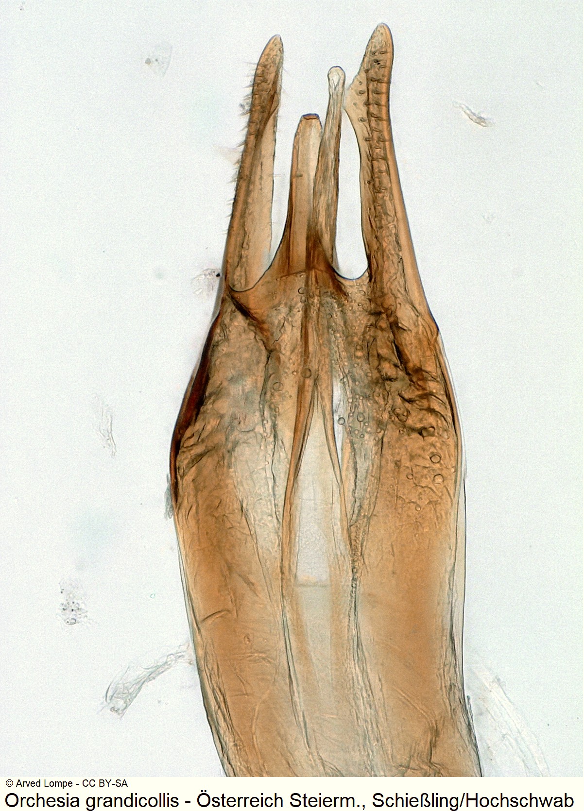 orchesia_grandicollis_ck35302311_detail-1.jpg