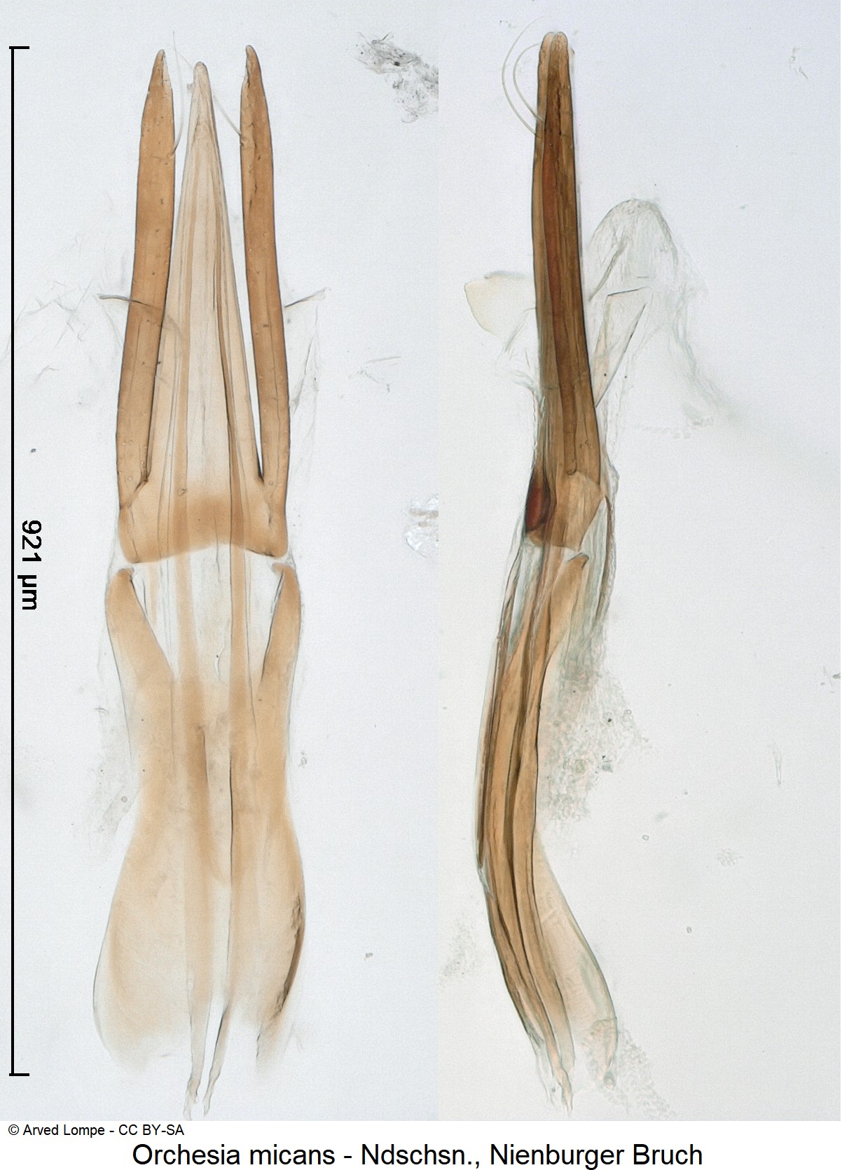 orchesia_micans_ck6058878.jpg