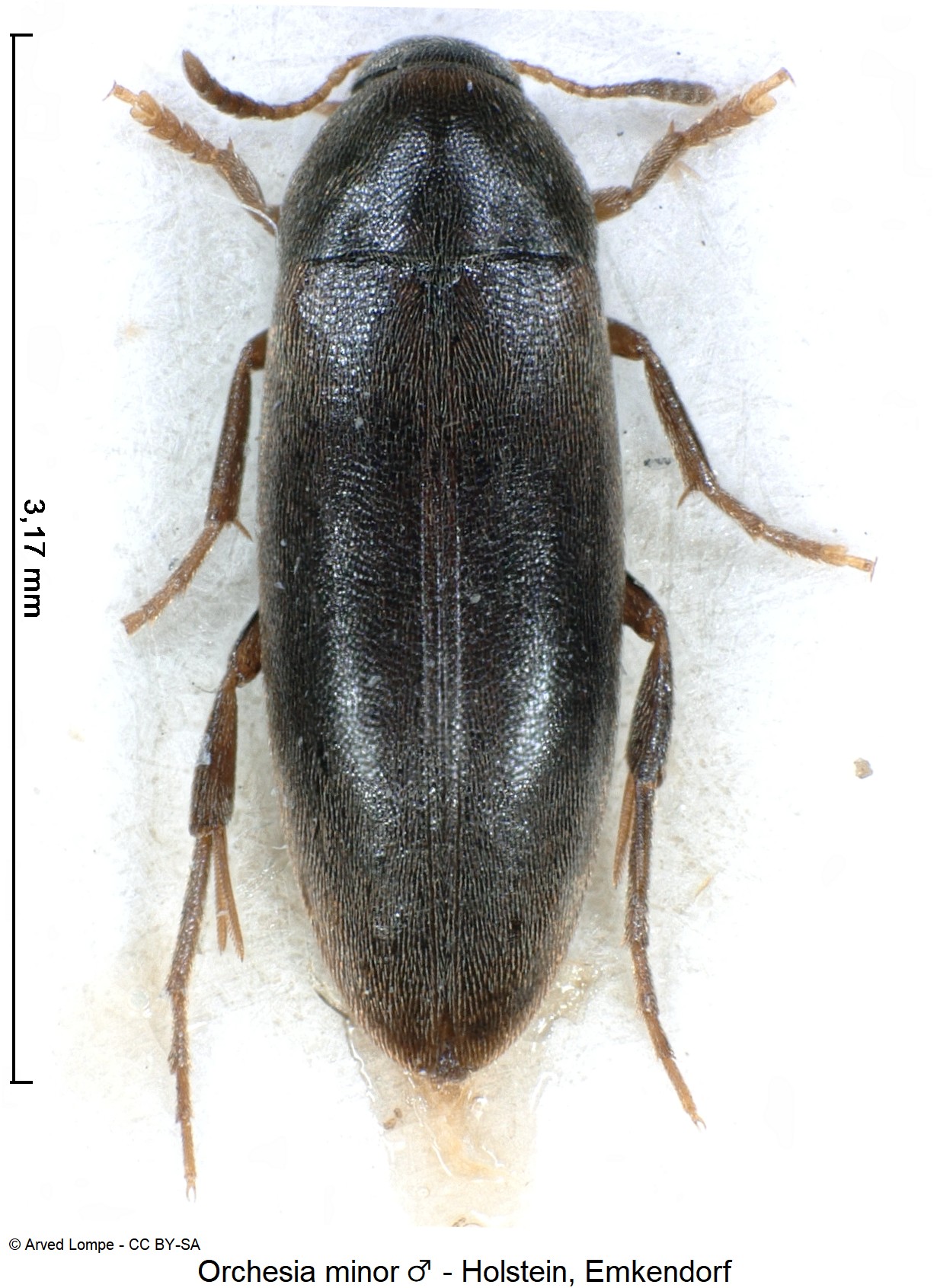 orchesia_minor_m_ck9990_hab.jpg