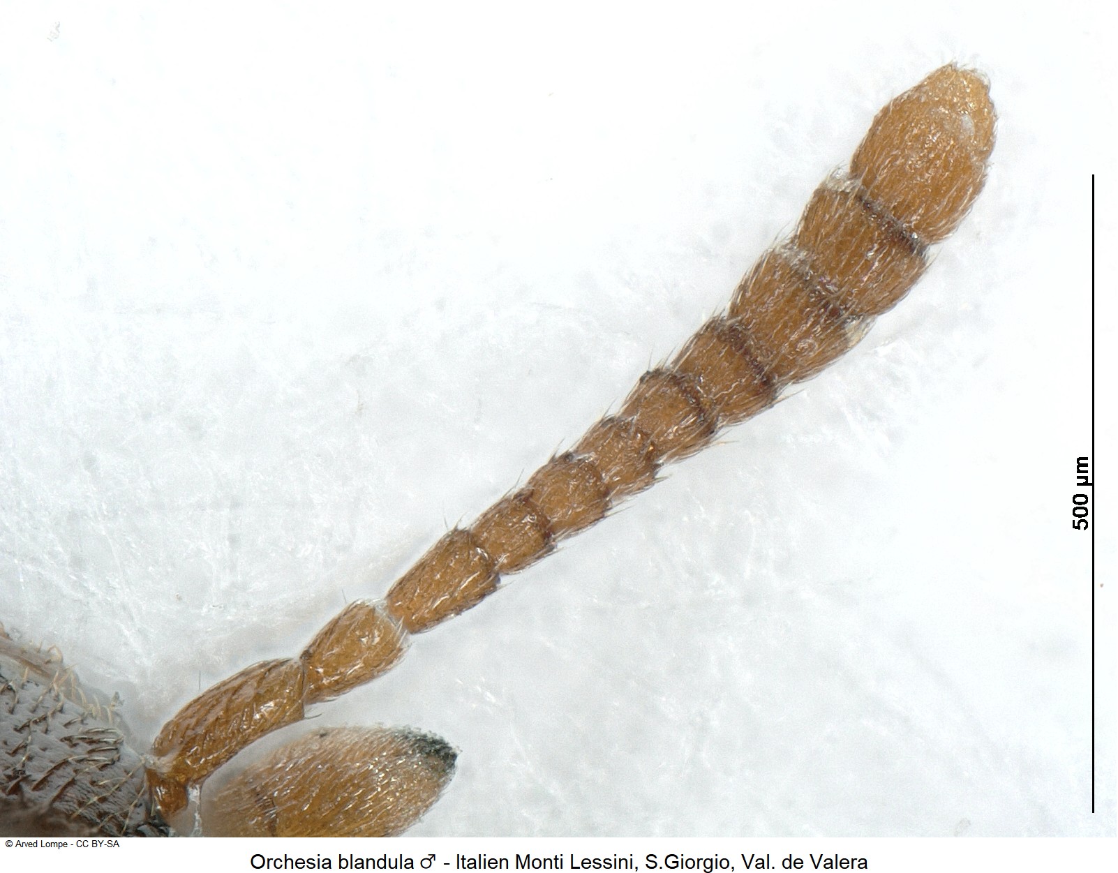 orchesia_sp-italia_f.jpg