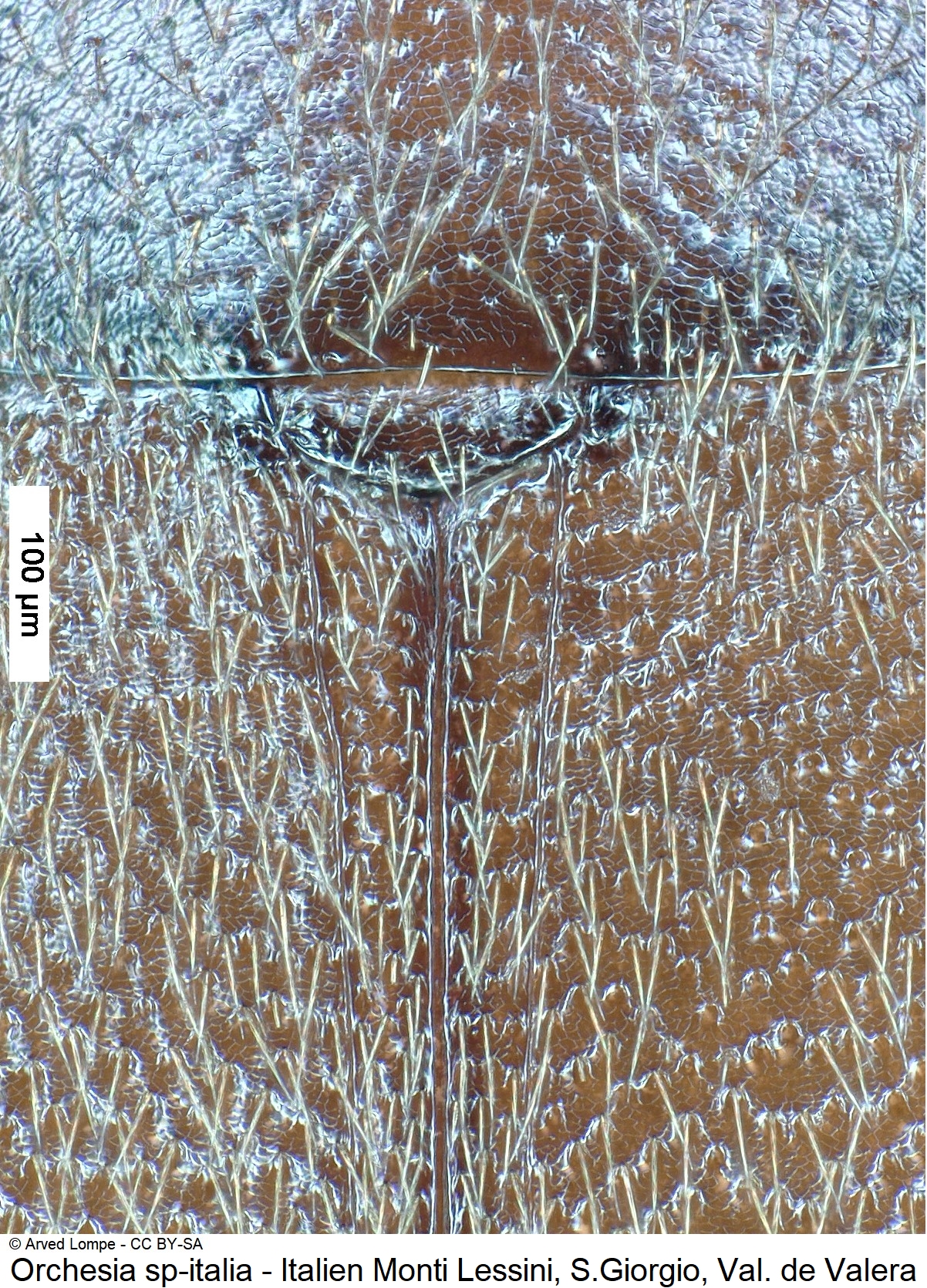 orchesia_sp-italia_scut.jpg