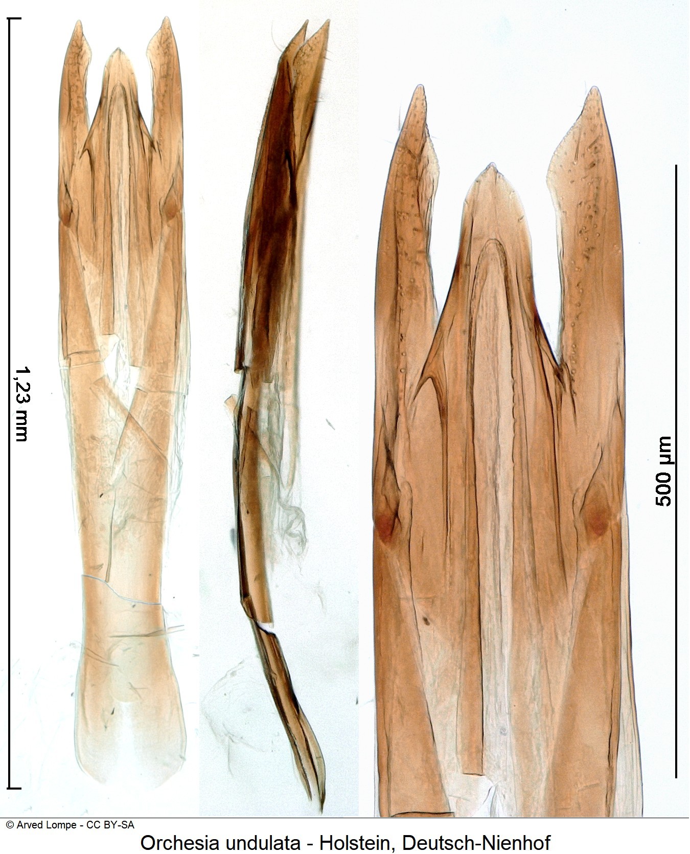 orchesia_undulata_ck10000.jpg