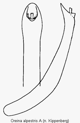 oreina_alpestris_a.gif