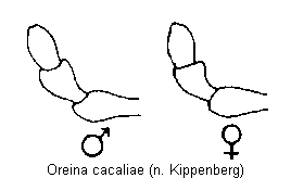 oreina_cacaliae_ts.gif
