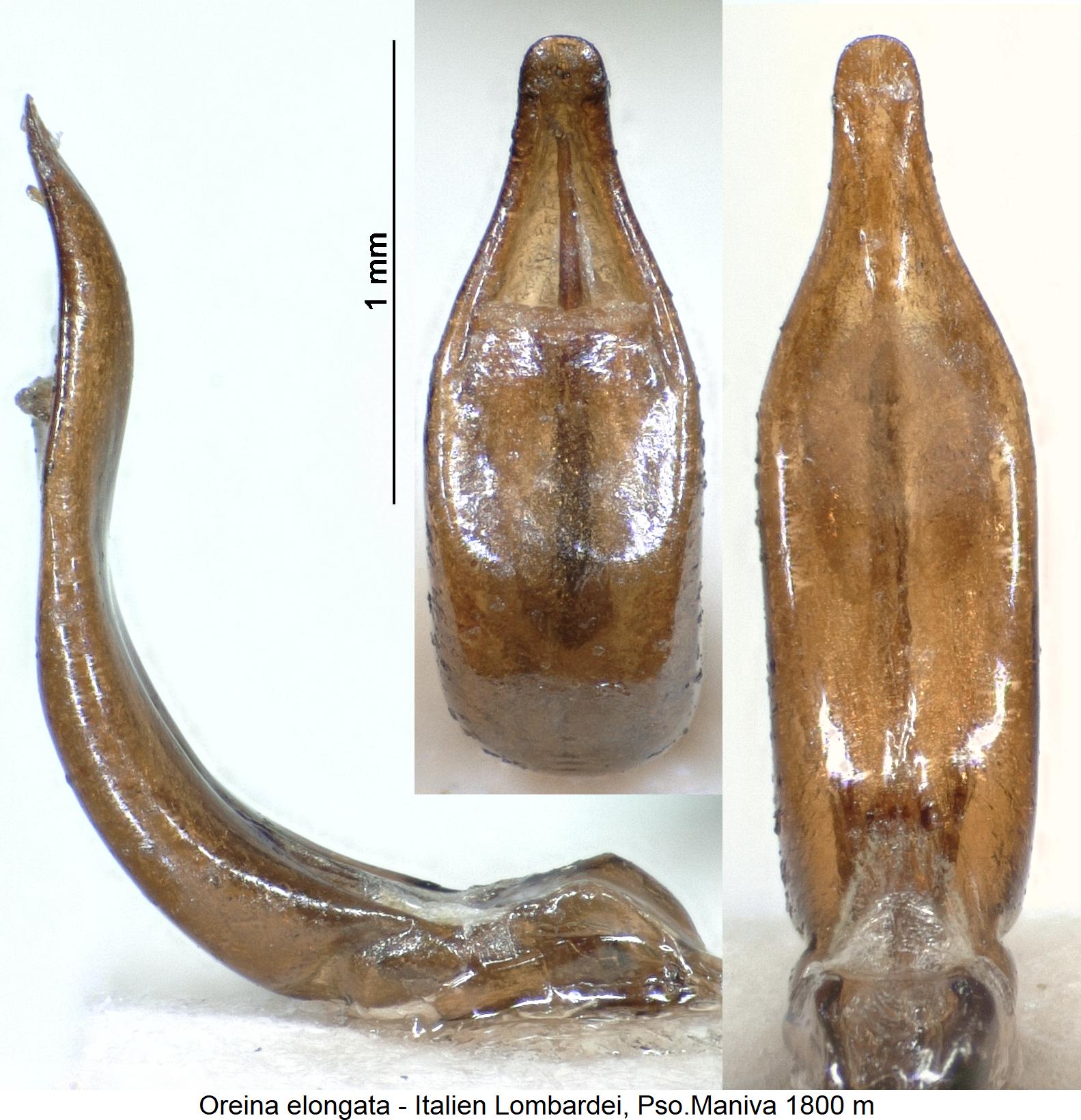 oreina_elongata1.jpg