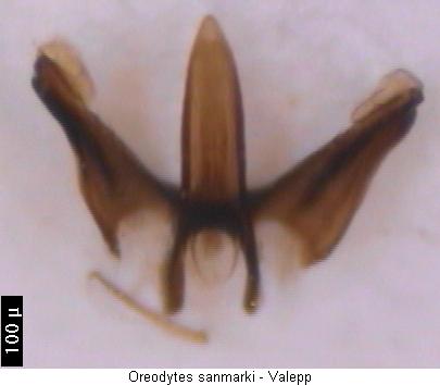oreodytes_sanmarki.jpg