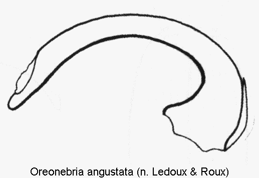 oreonebria_angustata.gif