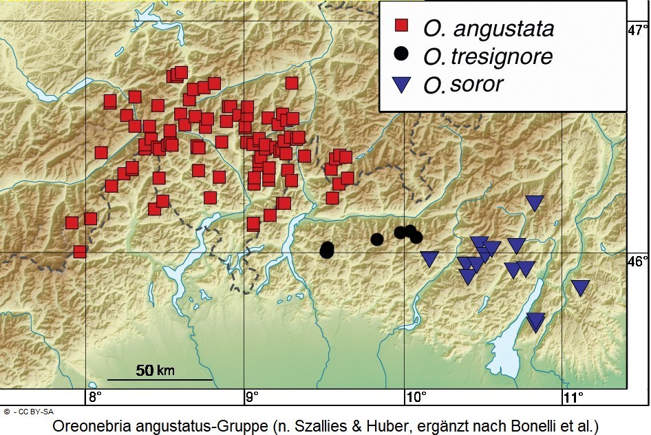 oreonebria_angustatus-gruppe_vbr.jpg