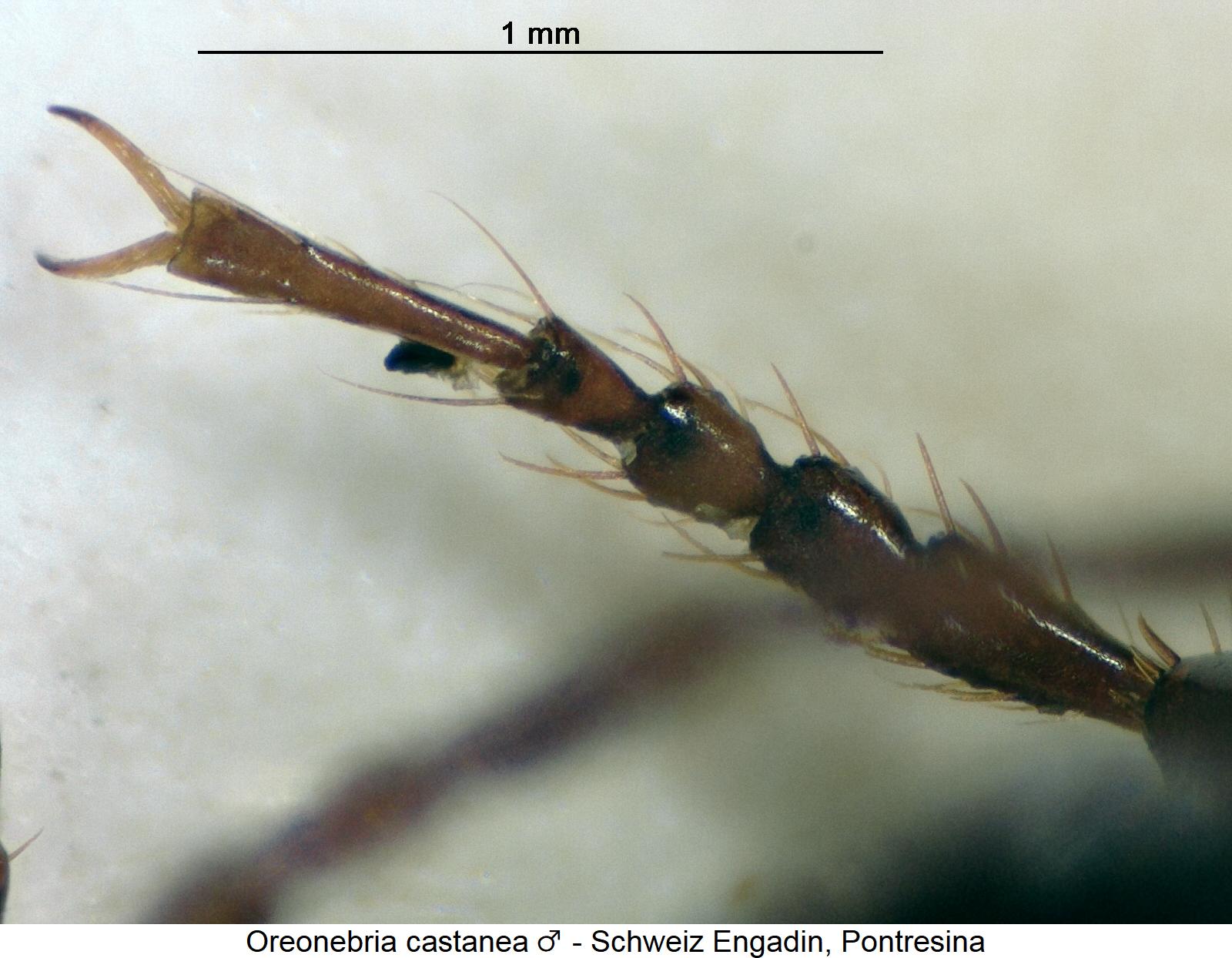 oreonebria_castanea_m_vtr.jpg