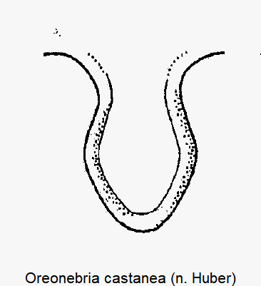 oreonebria_castanea_vbr.gif