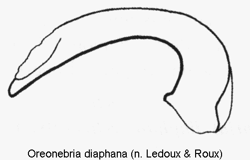 oreonebria_diaphana.gif