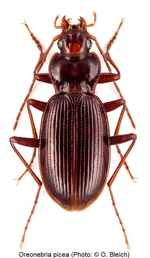 oreonebria_picea_hab.jpg