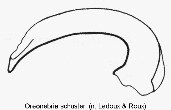 oreonebria_schusteri.gif